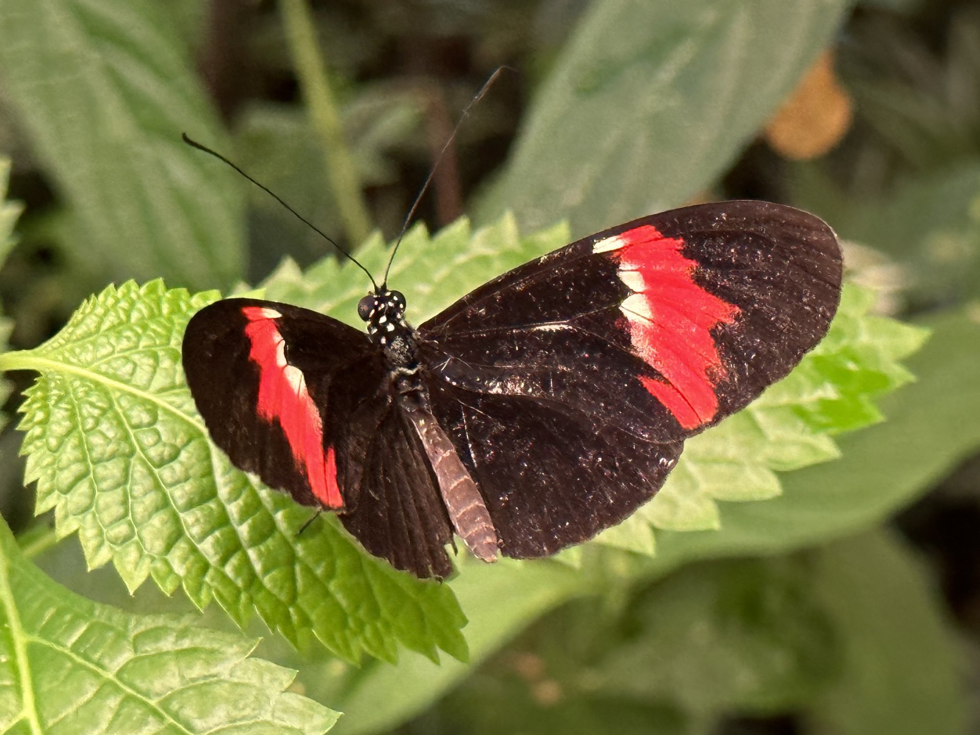 Mariposario del Drago